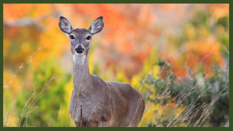 deer in the Bible