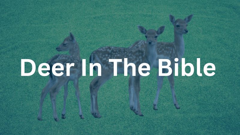 deer in the Bible text