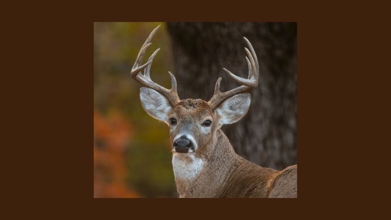 Deer In the Bible: The Significance and Beauty