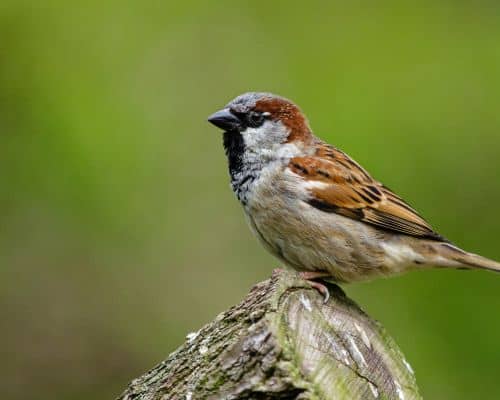 What is the Sweet and Powerful Meaning of a Sparrow in the Bible?