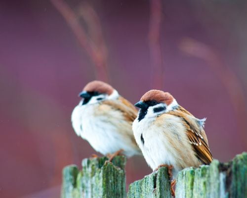 The Meaning of a Sparrow In the Bible