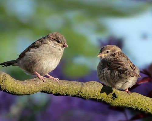 The Meaning of a Sparrow In the Bible